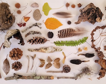 Forest Finds Nature Collection: 46 Ethically Sourced Natural Items