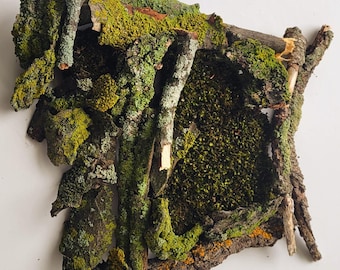 21 Pieces of Live Lichens & Mosses - Locally Foraged, Ethically Sourced