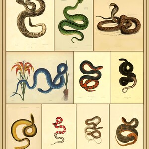 Könnte beinhalten: Eine Sammlung von elf wissenschaftlichen Illustrationen von Schlangen im Vintage-Stil, angeordnet in einem Raster. Der Druck zeigt verschiedene Arten in Farben wie Braun, Grün, Blau, Schwarz, Rot und Gelb auf hellem Cremegrund.