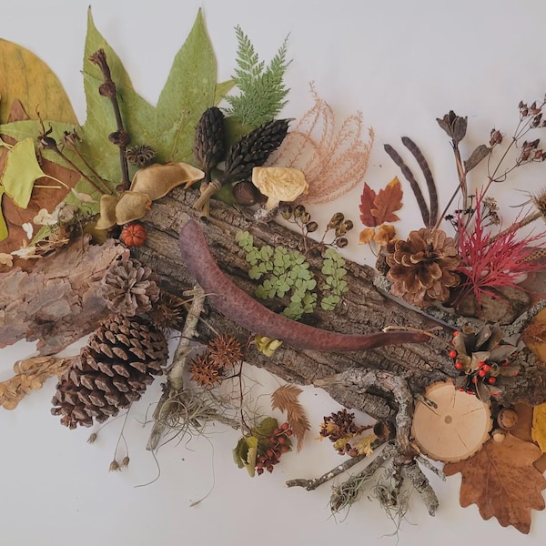 Curated Botanical Collection - 88 Ethically Foraged Natural Items