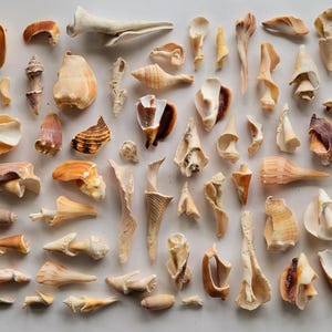 May include: A collection of various seashells in shades of beige, brown, and white, arranged on a light surface. The assortment includes conch shells, spiral shells, and fragments, showcasing diverse shapes and textures.