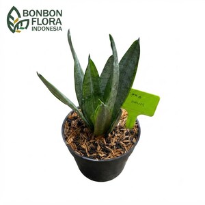Hybrid sansevieria - Etsy 日本