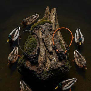 Pode incluir: Uma vista de cima mostra duas coleiras de treino para c&atilde;es, uma preta e outra laranja, num tronco de &aacute;rvore coberto de musgo, com patos a nadar na &aacute;gua &agrave; sua volta. Os patos t&ecirc;m cabe&ccedil;as verdes e brancas e corpos castanhos.