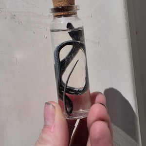 May include: A small, clear glass vial filled with liquid containing a coiled, dark-colored snake specimen. The vial is sealed with a light brown, cylindrical cork stopper at the top, providing a secure closure for the preserved contents inside.