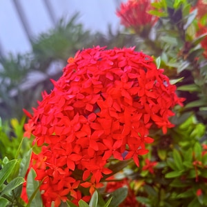 Ixora Red Flower Seeds: Tropical Perennial Shrub, Non-GMO (20 Seeds)