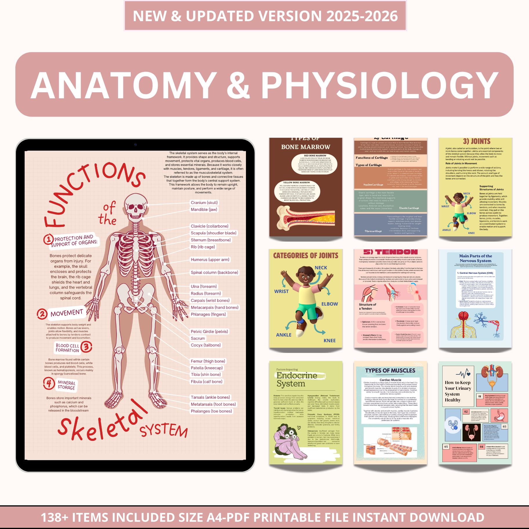 Anatomy and Physiology Mega Bundle | Human Anatomy for Nursing Students ...