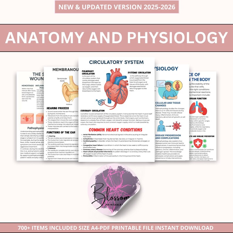 Anatomy and Physiology Notes Mega Bundle Human Anatomy | Nursing ...
