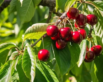 Live Stella Cherry Tree – 3 Gal Pot – 3–4 ft Tall – Fruit-Bearing Cherry – No Shipping To Ca, Hi, Pr, Gu, and Ak