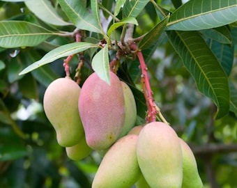 Live Julie Mango Plant – 3 Gal Pot – 2–3 Ft Tall – Edible Mango Tree – Young Plant – No Shipping to Ca, Hi, Pr, Gu, Ak