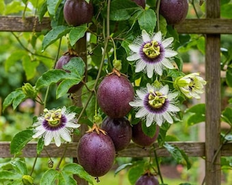 Live Purple Passion Fruit Plant – 1 Gal Pot – 1 ft Tall – Sweet Edible Vine – No Shipping to Ca, Hi, Pr, Gu, Ak