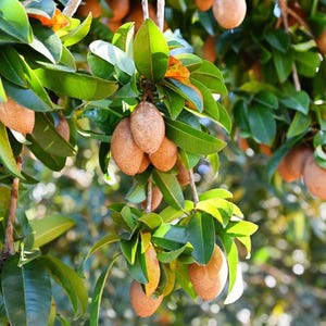 May include: Close-up of a tree branch with several brown, oval-shaped fruits hanging among green leaves. The leaves are a vibrant green, with some showing hints of yellow and orange. The fruits are a light brown color.