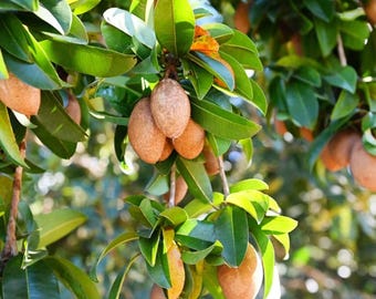 Live Sapodilla ‘Alano’ Tree (Airlayered) – 3 Gal Pot – 3–4 Feet Tall – Healthy & Fruit-Bearing