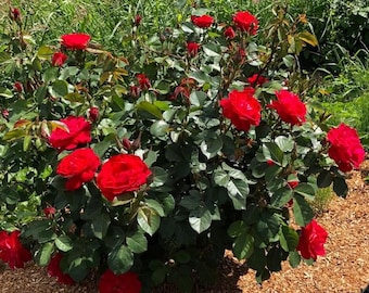 Live Red Patio Rose Plant – 3 Gal Pot – Miniature Rose Bush – Flowering Ornamental Plant – No Shipping to Ca, Hi, Pr, Gu, or Ak