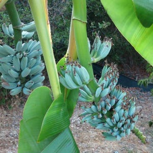 May include: A banana plant featuring multiple clusters of unripe, pale blue-green bananas growing on thick, light green stalks. Large, vibrant green leaves extend from the central stems, surrounding the fruit bunches in a natural outdoor setting.