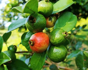 Live Strawberry Guava Tree – 1 Gal Pot – Sweet Aromatic Edible Fruit Tree – No Shipping to Ca, Hi, Pr, Gu, or Ak