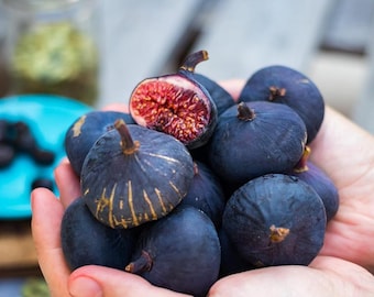 Live Fig Black Mission Plant – 1 Gal Pot – 1–2 Ft Tall – Edible Fig Tree – Young Plant – No Shipping to Ca, Hi, Pr, Gu, Ak