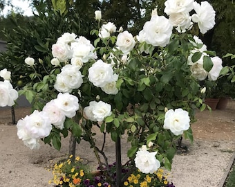Live White Patio Rose Plant – 3 Gal Pot – Miniature Rose Bush – Flowering Ornamental Plant – No Shipping to Ca, Hi, Pr, Gu, or Ak