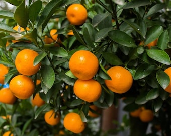 Live Satsuma Mandarin Tree – 1 Gal Pot – 2–3 ft Tall (Grafted) – Fruit-Bearing Citrus – No Shipping To Ca, Hi, Pr, Gu, and Ak