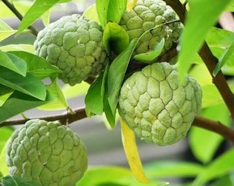 Live Sugar Apple (Green) Tree – 3 Gal Pot – Approx. 2-3 Feet Tall – Fruit-Bearing Tree