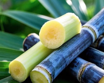 40 Purple Sweet Sugarcane Cuttings – Fresh Sugar Cane – 2–3" Tall – Healthy Plant Starts – No Shipping To Ca, Hi, Pr, Gu, Ak