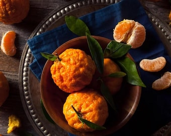 Live Golden Nugget Mandarin Grafted Plant – 1 Gal Pot – 2–3 ft Tall – Edible Citrus Tree– No Shipping to Ca, Hi, Pr, Gu, or Ak