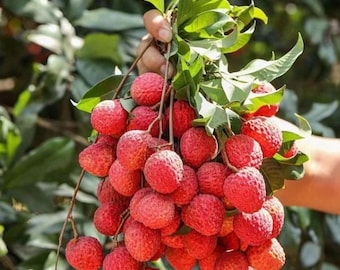 Live Sweetheart Lychee Tree – Tropical Fruit Plant – 3 Gallon Pot – 2 ft Tall – Sweet Red Lychee Variety – No Ship to Ca, Hi, Pr, Gu, or Ak