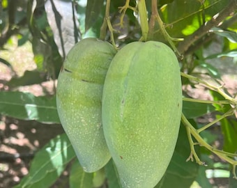 Live Pram Kai Mea Mango Tree – 3 Gal Pot – Approx. 3 Feet Tall – Tropical Fruit Tree
