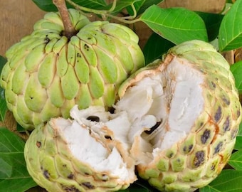 Live Sugar Apple (Green) Tree – 1 Gal Pot – Approx. 1 Foot Tall – Fruit-Bearing Tree – No Shipping To Ca, Hi, Pr, Gu, and Ak
