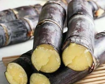 30 Purple Sweet Sugarcane Cuttings – Fresh Sugar Cane – 2–3" Tall – Healthy Plant Starts – No Shipping To Ca, Hi, Pr, Gu, Ak