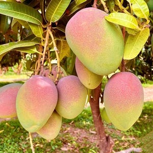 May include: A cluster of ripe mangoes hanging from a tree branch. The mangoes display a gradient of colors, transitioning from green to pink and red. The leaves are a vibrant green, and the tree trunk is brown.