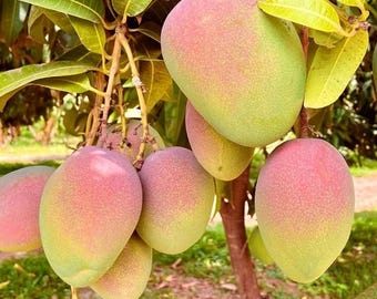 Live Kent Mango Plant – 3 Gal Pot – 2–3 Ft Tall – Edible Mango Tree – Young Plant – No Shipping to Ca, Hi, Pr, Gu, Ak