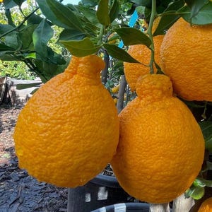 May include: Close-up of ripe, bright orange citrus fruit, possibly a hybrid, hanging from a tree branch with green leaves. The fruit has a textured, bumpy skin and a unique shape. The image is taken outdoors in natural light.