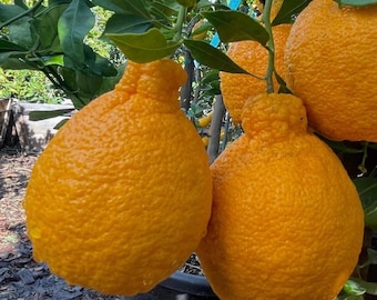 Live Shiranui Dekopon Mandarin Tree – Grafted Citrus Plant – 1 Gal Pot – Sweet Seedless Orange Fruit Tree – No Shipp Ca, Hi, Pr, Gu, or Ak