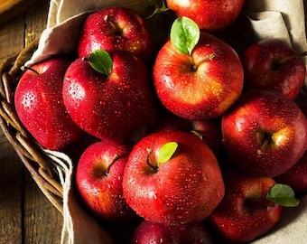Live Red Delicious Apple Plant – 3 Gal Pot – 2–3 ft Tall – Edible Sweet Apples – Fruit Tree – No Shipping to Ca, Hi, Pr, Gu, or Ak