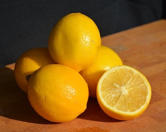 Live Meyer Lemon Plant – 1 Gal Pot – 1–2 ft Tall – Fresh Citrus Fruit – No Shipping to Ca, Hi, Pr, Gu, Ak