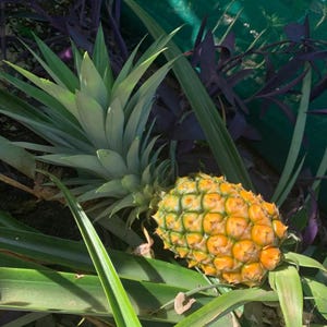 Live Sugarloaf Pineapple Plant – 1 Gal Pot – 1–2 Ft Tall – Edible Tropical Fruit Plant – Young Plant – No Shipping to Ca, Hi, Pr, Gu, Ak