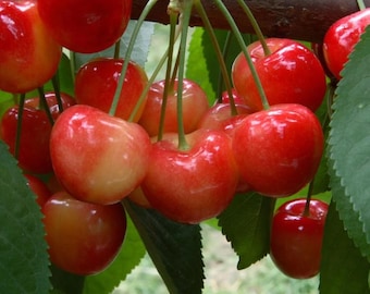 Live Rainier Cherry Tree – 3 Gal Pot – 3–4 ft Tall – Fruit-Bearing Cherry – No Shipping To Ca, Hi, Pr, Gu, and Ak