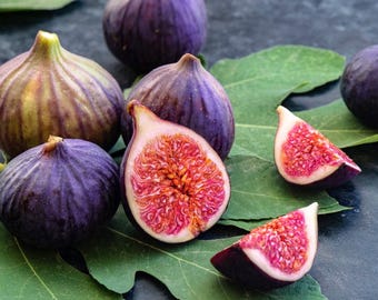Live Fig Plant – 10-12" Tall in 4" Pot – Easy to Grow & Fruitful – No Shipping to Ca, Hi, Pr, Gu, Ak