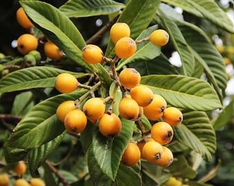 Live Loquat Tree – 3 Gal Pot – Approx. 3 Feet Tall – Fruit-Bearing Tree – No Shipping To Ca, Hi, Pr, Gu, and Ak