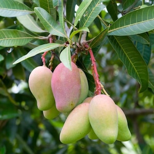 May include: A cluster of ripe mangoes hanging from a tree branch. The mangoes display a gradient of colors, from green to pink and red. The leaves are a vibrant green, and the stems are reddish.
