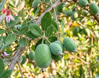 Live Pineapple Guava Plant – 1 Gal Pot – 20–24" Tall – Sweet, Edible Fruit – Easy Care – No Shipping to Ca, Hi, Pr, Gu, Ak