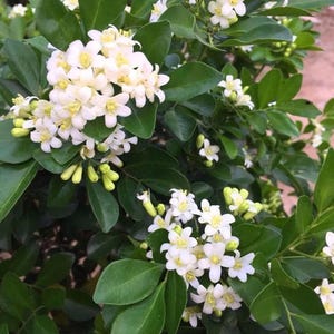 May include: Close-up of a flowering plant with clusters of small, white blossoms and bright yellow centers. The plant has glossy, dark green leaves and unopened buds. The image showcases the plant's natural beauty.