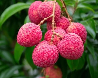 Live Sweet Heart Lychee Tree – 3 Gal Pot – 3–4 ft Tall (Air-layered) – Fruit-Bearing & Healthy Plant