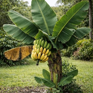 May include: A small banana tree with large green leaves and a bunch of ripening bananas. The bananas transition from green to yellow, indicating their ripeness. The tree is set in a grassy area.