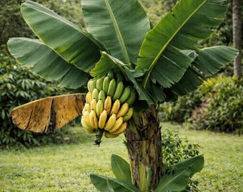 Live Banana Plant – 10–12" Tall in 4" Pot – Easy Growing & Fruit-Bearing – No Shipping to Ca, Hi, Pr, Gu, Ak