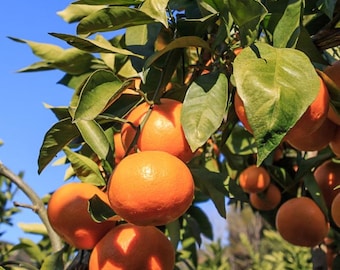 Live Satsuma Mandarin Orange Tree – Grafted Citrus Plant – 1 Gal – 2–3 ft Tall – Seedless Sweet Fruit Tree – No Ship Ca, Hi, Pr, Gu, or Ak