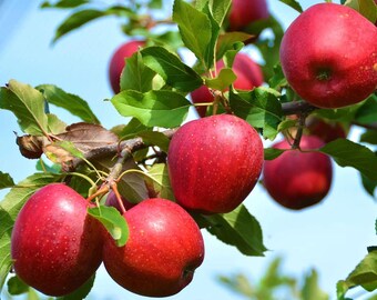 Live Zestar Apple Tree – 3 Gal Pot – 2–3 ft Tall – Cold Hardy – Edible Fruit – No Shipping to Ca, Hi, Pr, Gu, Ak