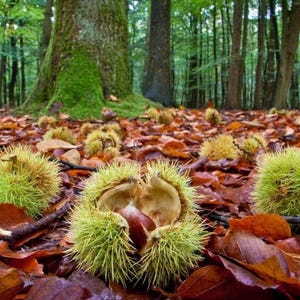 May include: A forest floor covered in fallen brown leaves and green spiky chestnut husks. One husk is open, revealing the brown chestnuts inside. The background shows tall trees with green foliage.