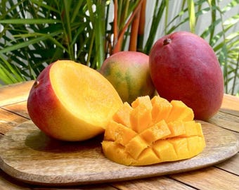 Live Glenn Mango Tree (Grafted) – 3 Gal Pot – 3 Feet Tall – Fruit-Bearing Tropical Tree
