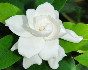 Live Veitchii Fragrant Gardenia Plant – 12" Tall in 6" Pot – Sweetly Scented – No Shipping to Ca, Hi, Pr, Gu, Ak